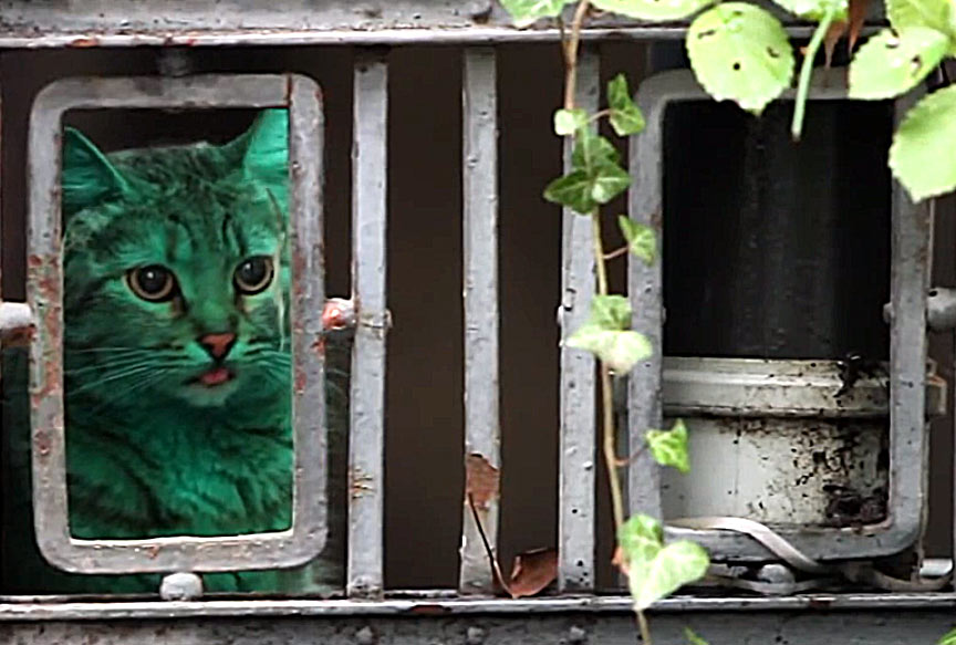 Gato verde